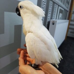 umbrella-cockatoo-