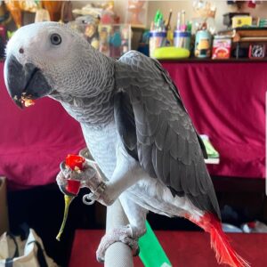 Health African grey parrots for sale