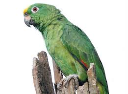 amazon parrots